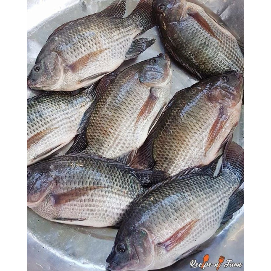 

ikan mujaer mujair empang 500gram