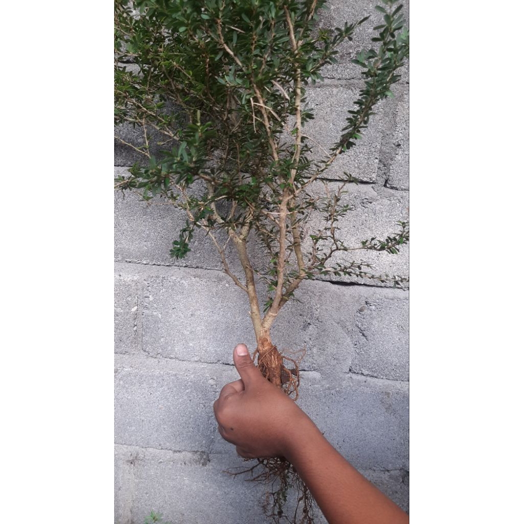 bahan bonsai saeng simbur supermikro golden varigata/ bahan bonsai varigata golden /bibit saeng simb