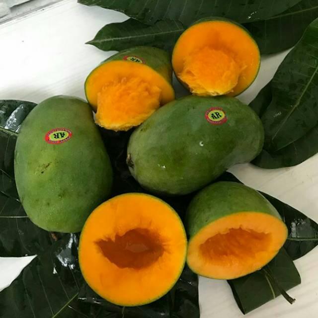Bibit Buah Manga Alpukat Cepat Berbuah Hasil Okulasi / Cangkok Tanaman Anti Rusak Buah Mangga