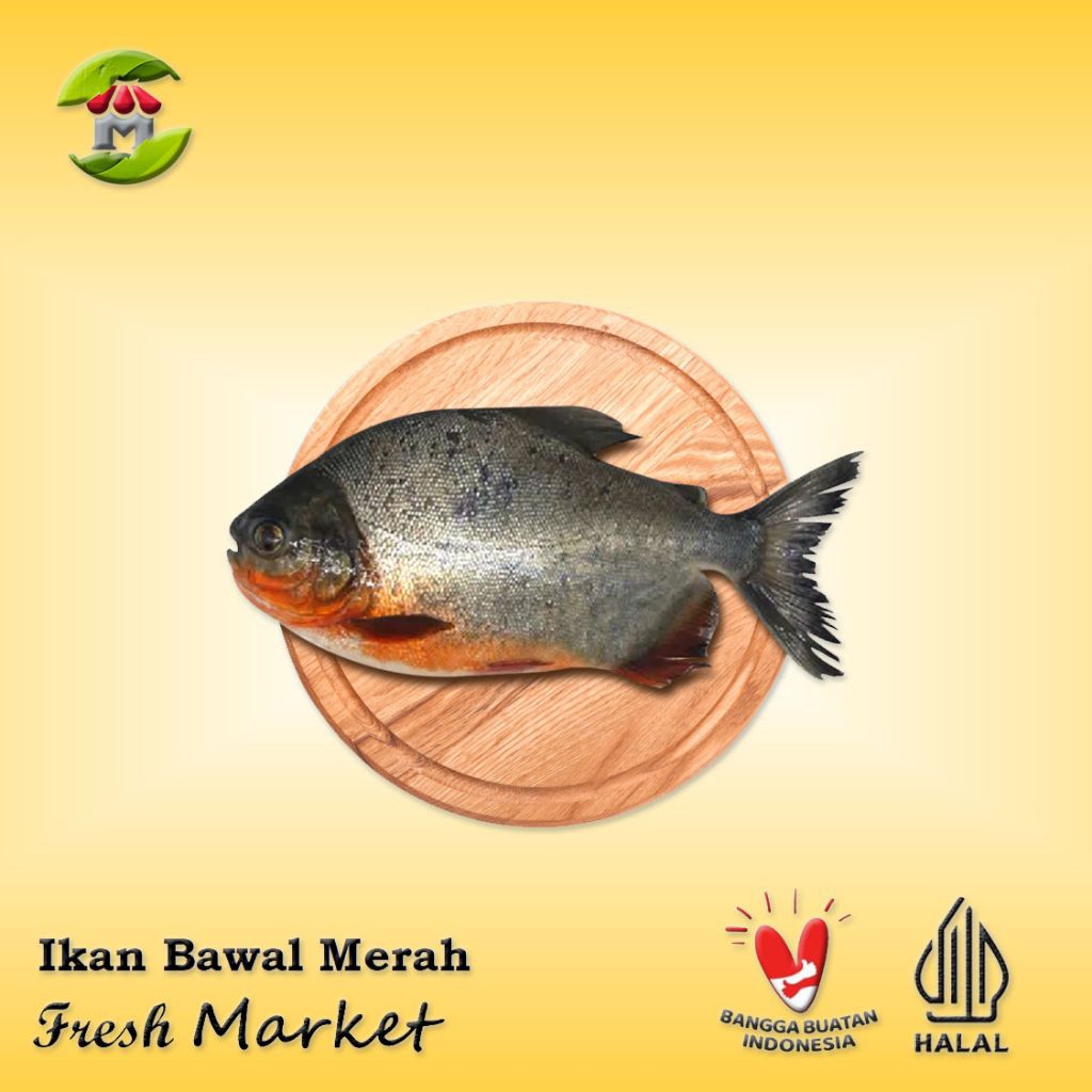 

[JAKBAR] Ikan Bawal Merah Tawar 900gr - 1kg