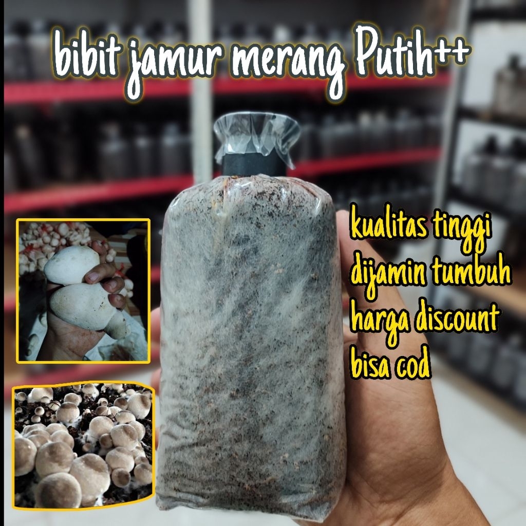 

Bibit jamur merang (farietas Putih)