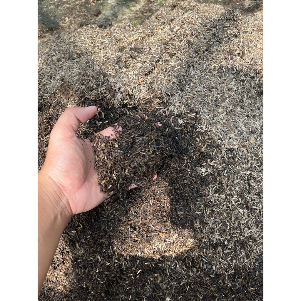 media tanam fermentasi aglonema siap pakai