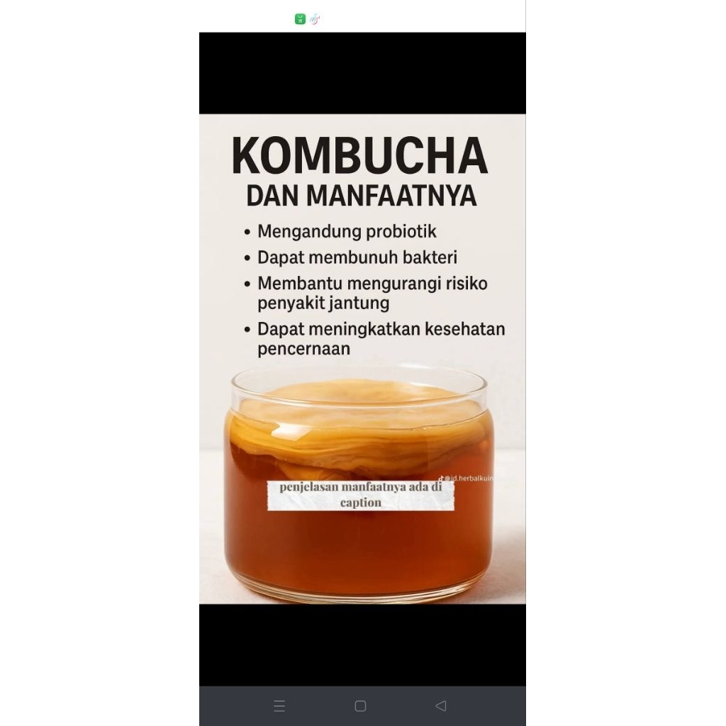 

Kombucha/babyscubby