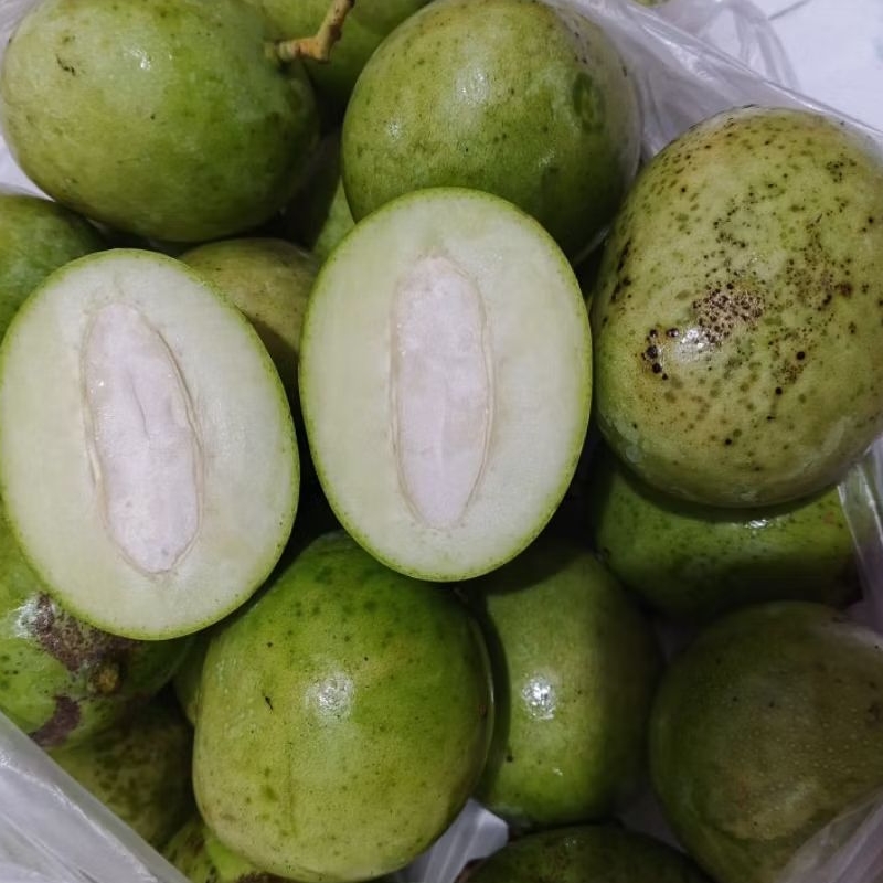

mangga jamson fres/mangga muda/mangga rujak/mangga telur