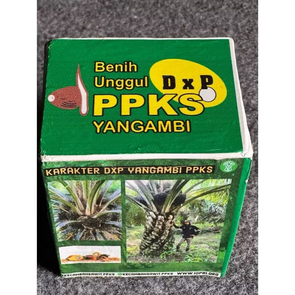 bibit kecambah sawit PPKS yangambi