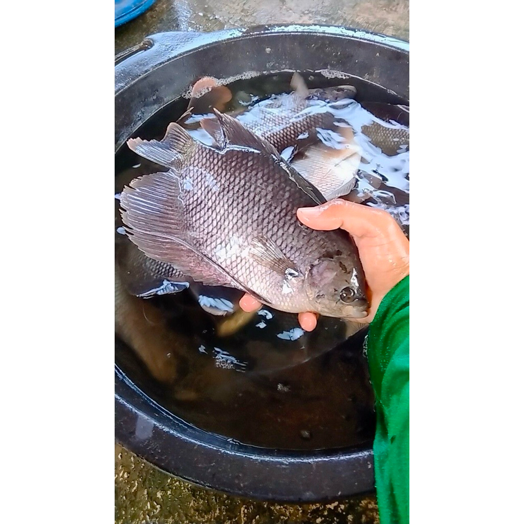 

gurame / gurami fresh perekor 250gram