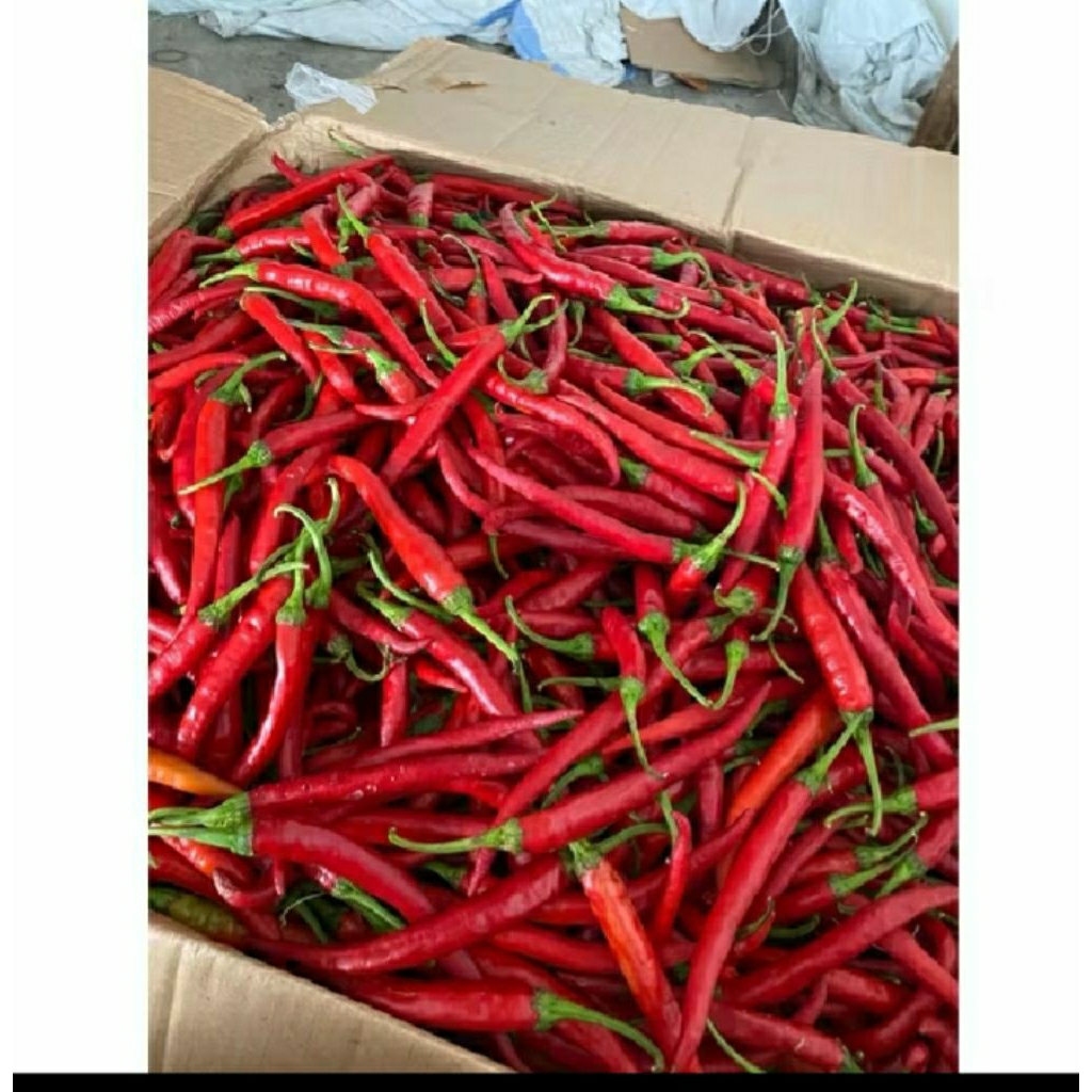 

INSTAN/ SAMEDAY CABE MERAH KERITING SEGAR 500 GR