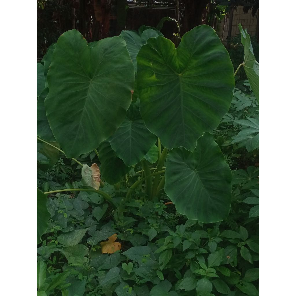 

Daun Talas Segar | Daun Talas Masak Sayur | Daun Talas Hijau Fresh Buntil 1 Lembar Untuk Pakan Ikan