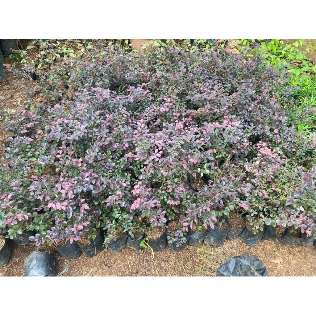 TANAMAN HIAS LOROPITALIUM PITALOKA SERUT MERAH