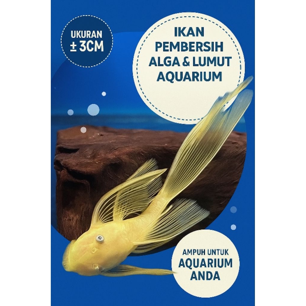 Ikan Hias Pembersih Lumut Kaca Akuarium – Warna Albino Ekor Panjang