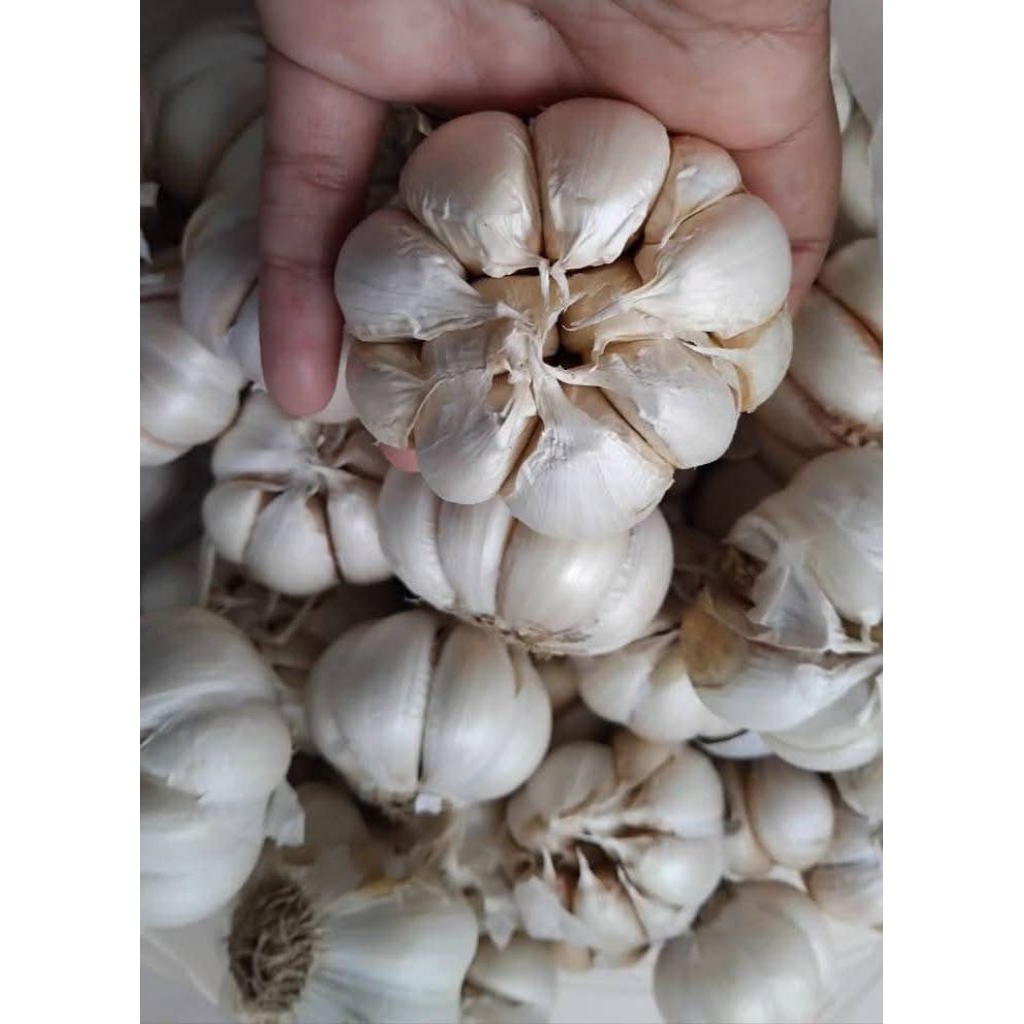 

Bawang putih bersih 1 kg