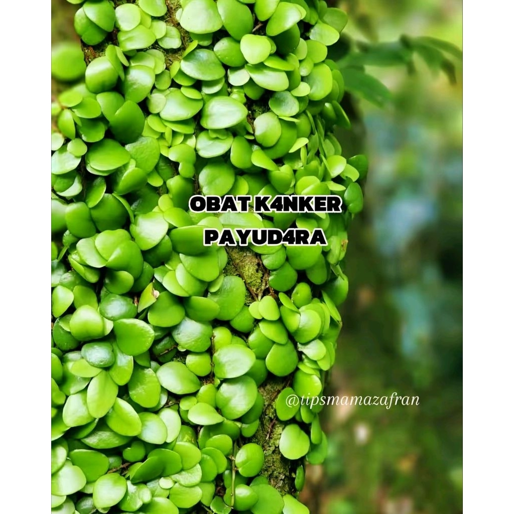 

daun sisik naga 100gr