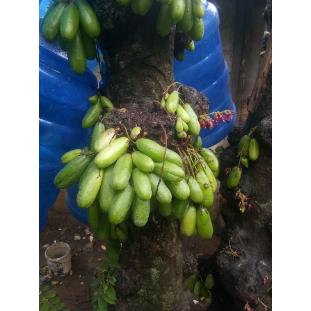 

belimbing wuluh segar/belimbing sayur/belimbing besi banyak manfaat (500g)