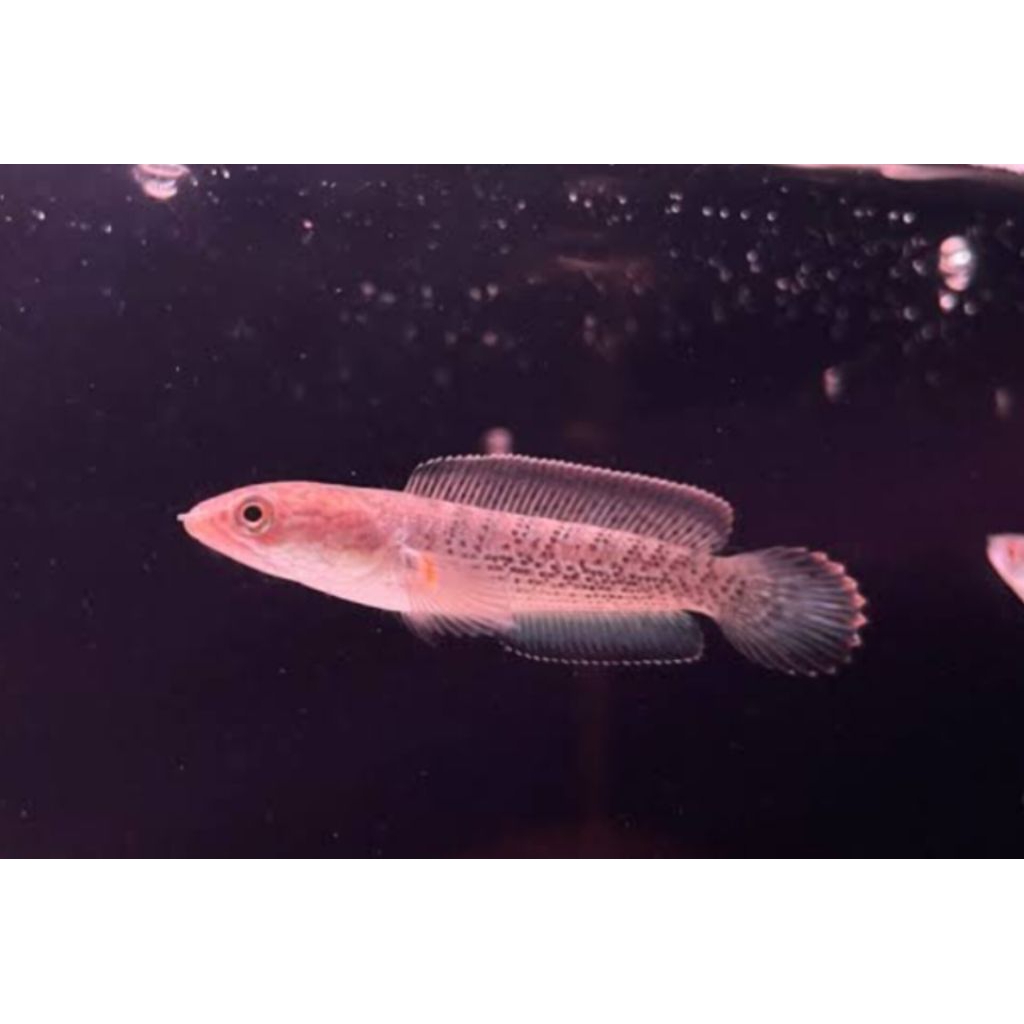ikan chana stewarti karbi uk 5/6cm