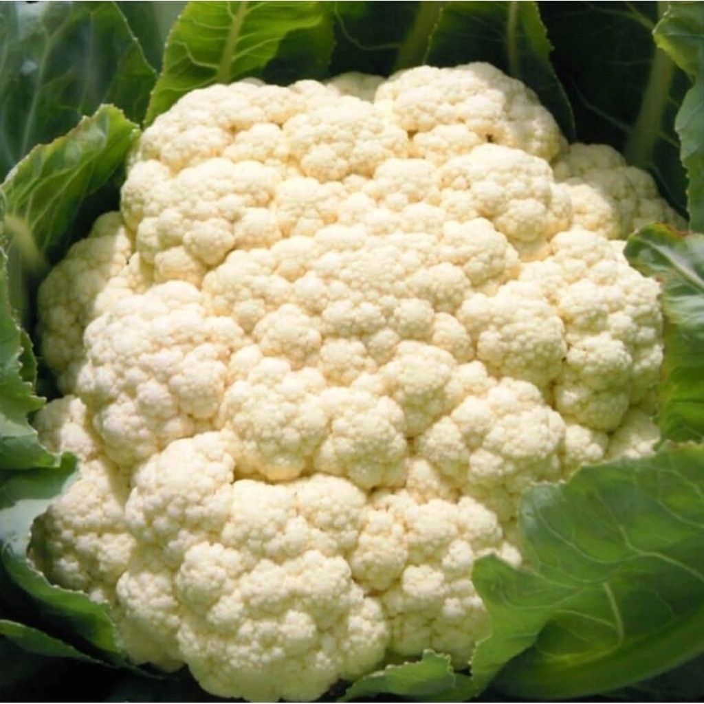 

kembang koll 500gram