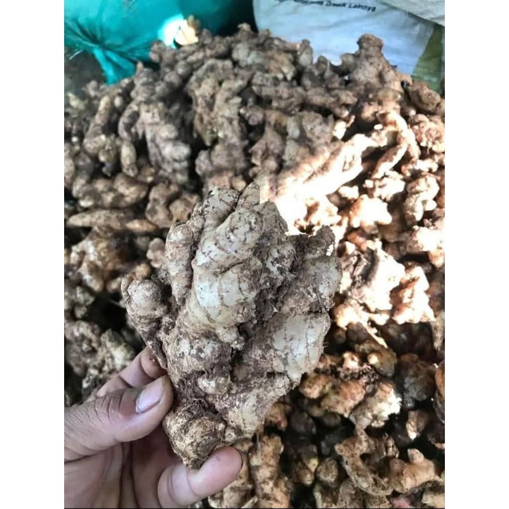 

jahe emprit segar langsung dari petani 1kg