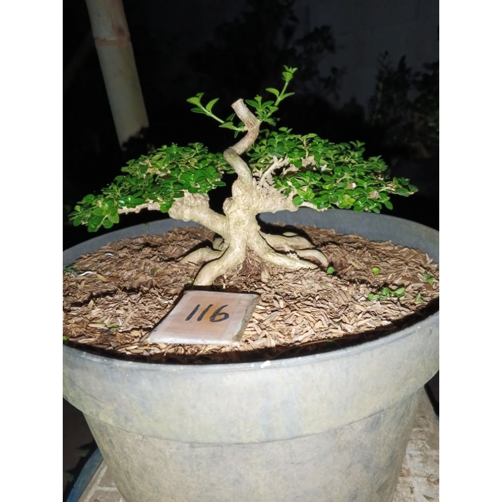 Bonsai sancang shito