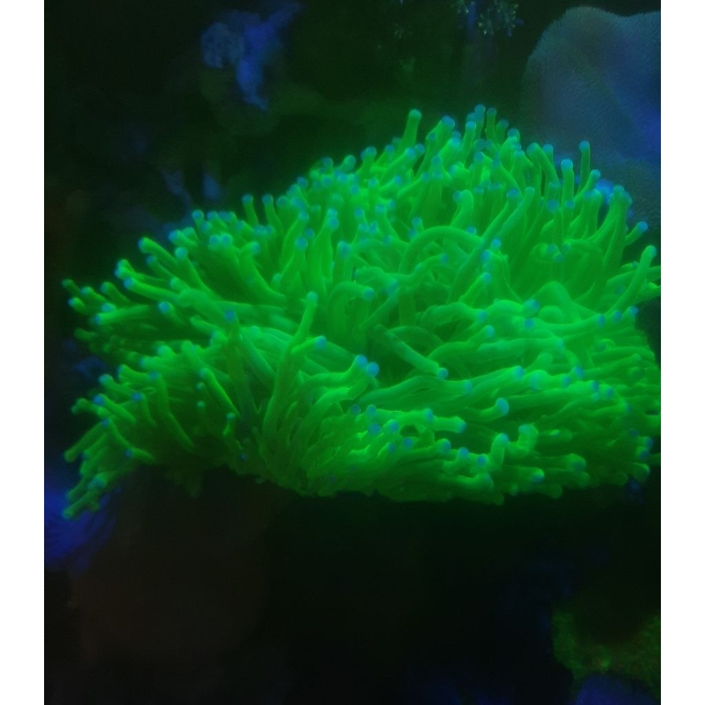 CORAL HIASAN LAUT ANEMON KARANG PIRING HIJAU TIP UNGU