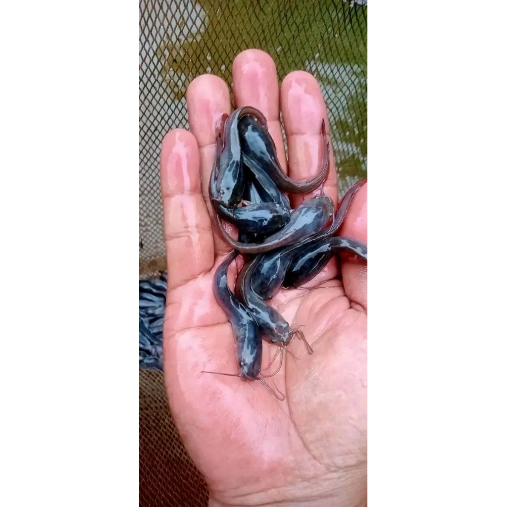 Bibit ikan lele ukuran 5-6cm paketan isi 40