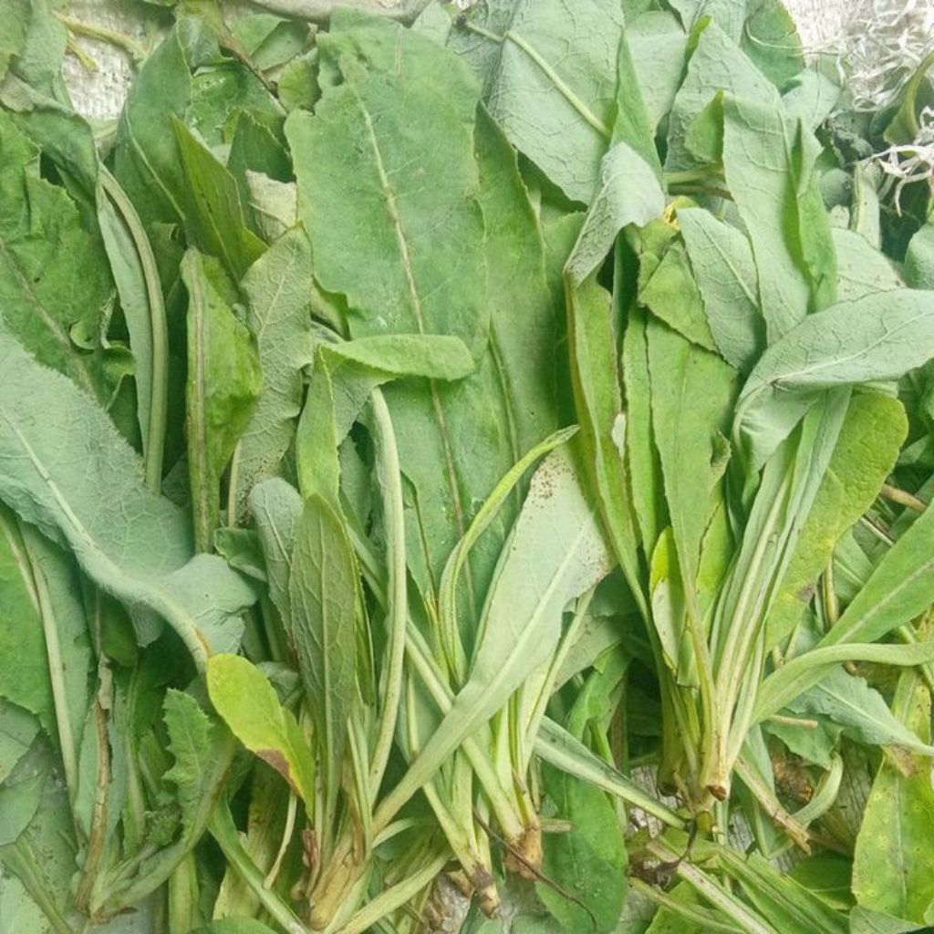 

Daun camawak atau daun tempuyung segarr 1kg
