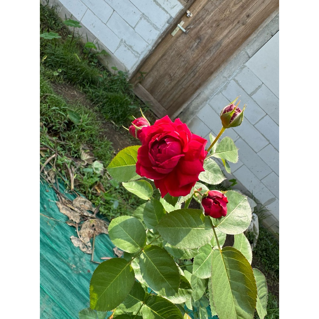 Tanaman mawar ownroot high grove planterbag 3lt