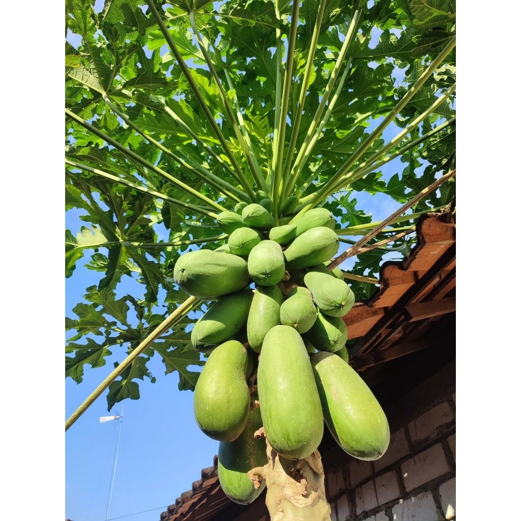 

Pepaya muda Sayur/Kates 1Kg Segar