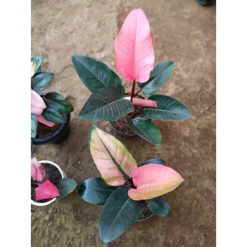 Hormon Pewarna Daun Merubah warna daun jadi Varigata