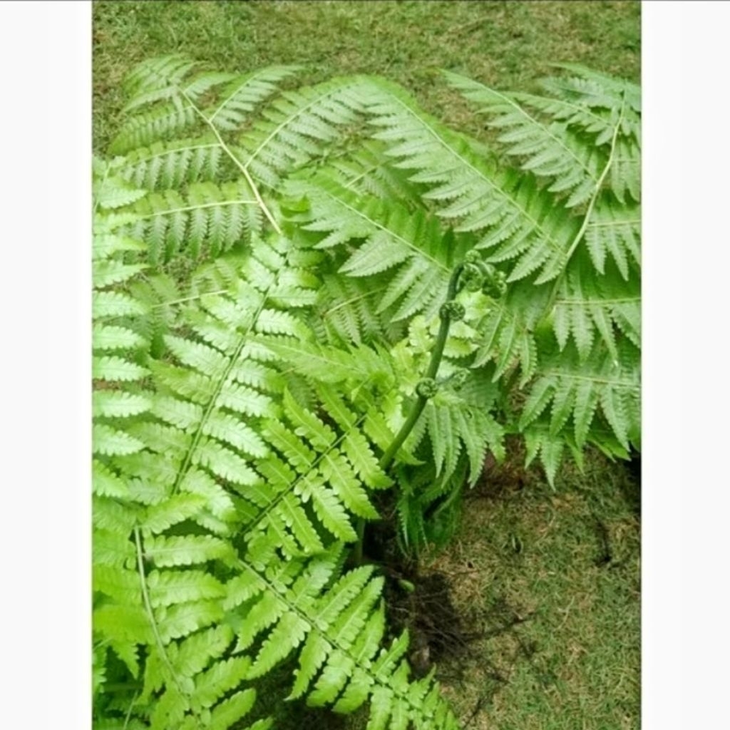 

Daun Pakis Segar 500 Gram