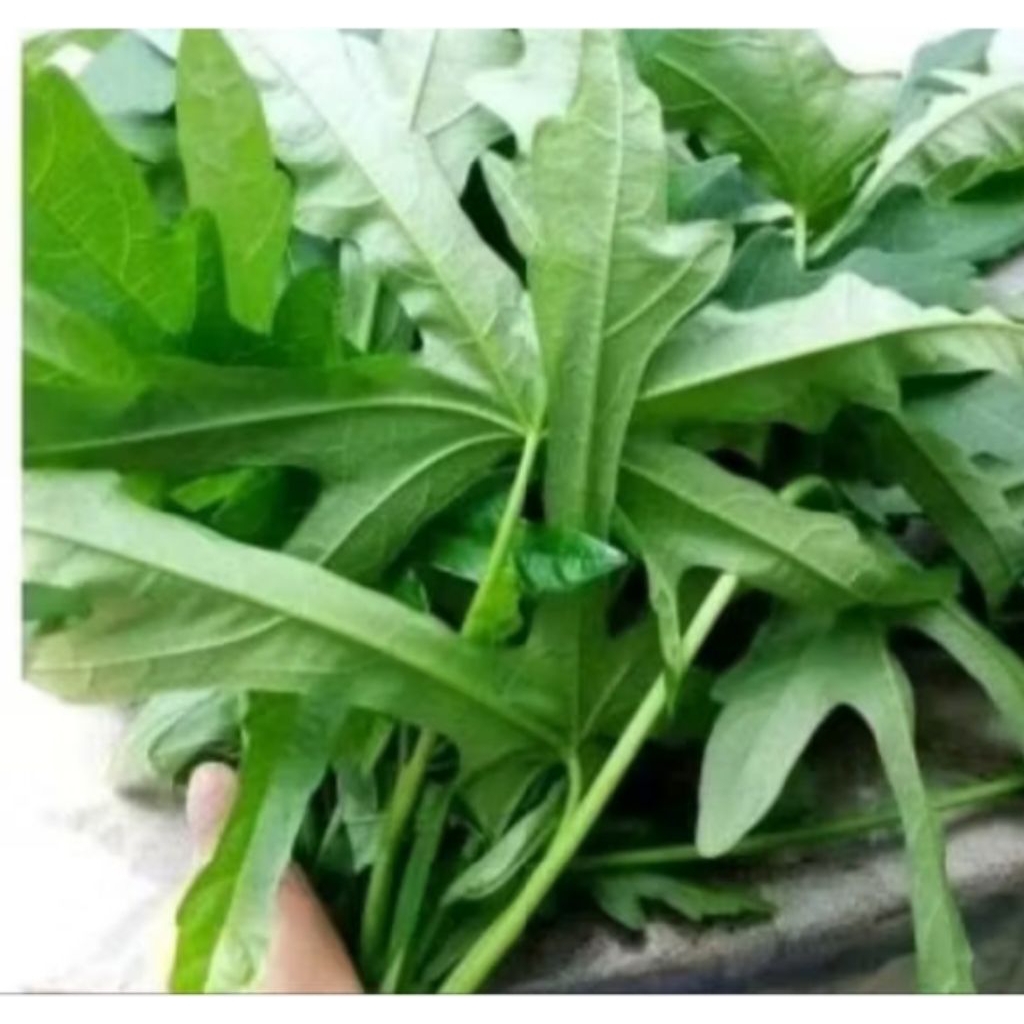 

daun gedi herbal alami 1 kg