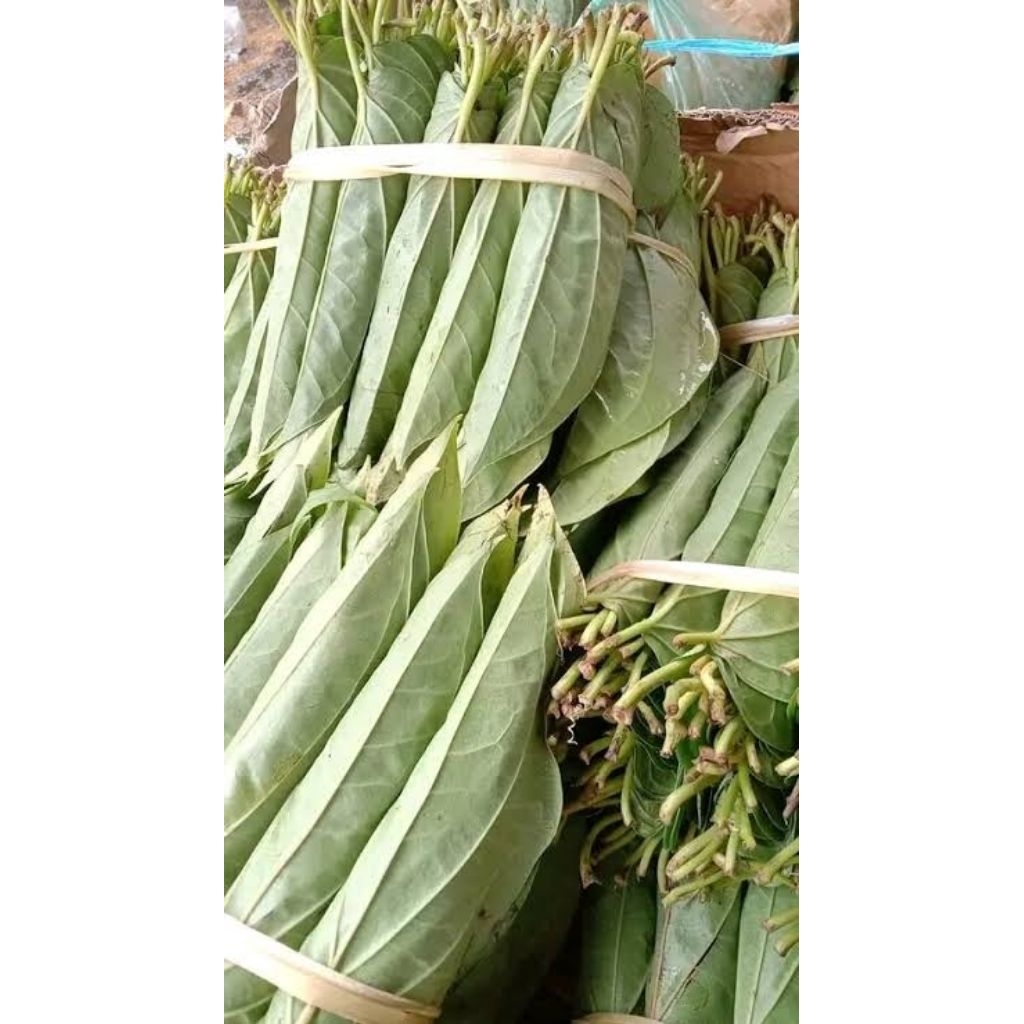 

Sirih medan 1 ikat Biasa
