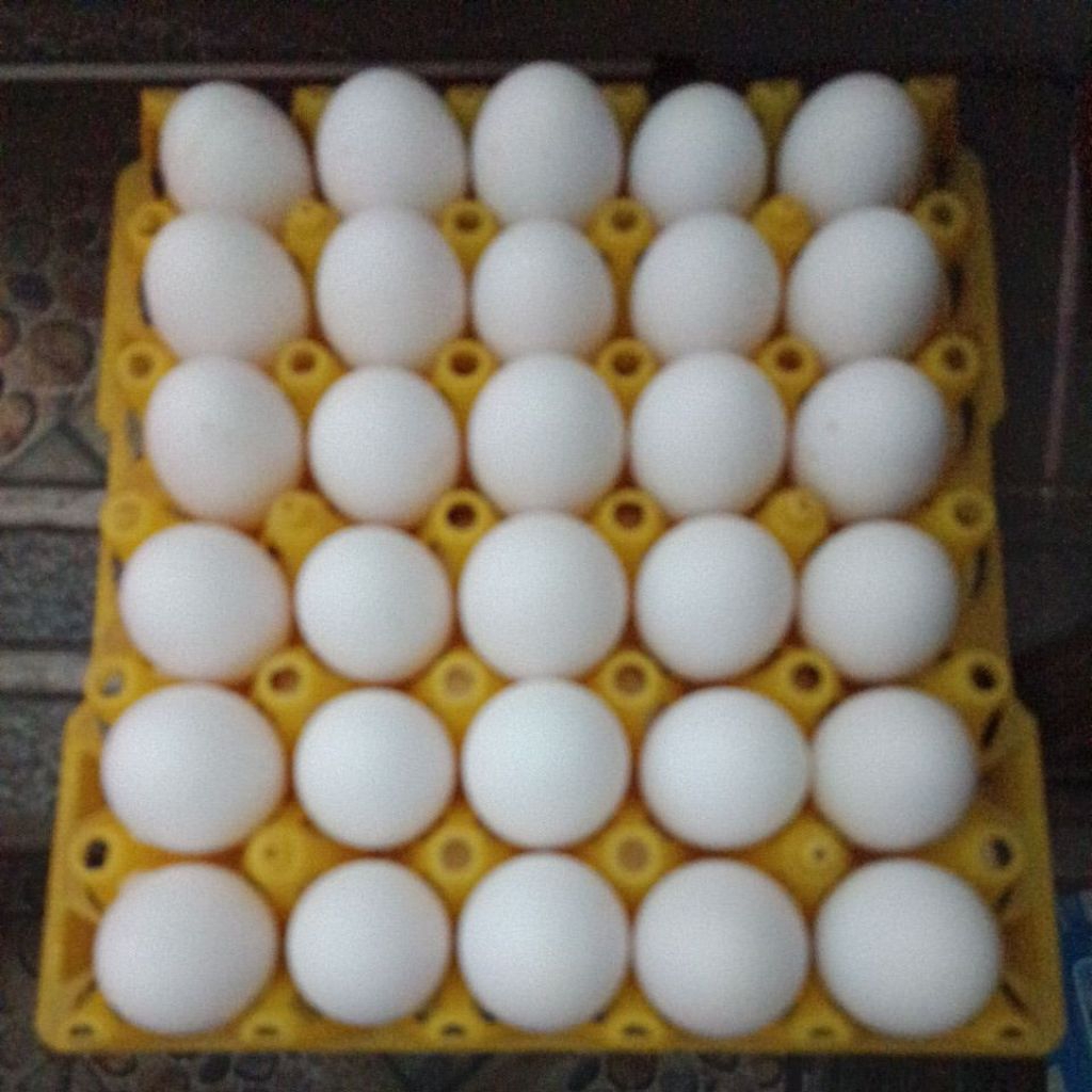 

Telur fertil ayam White Leghorn