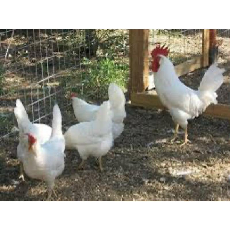 

TELUR FERTIL AYAM WHITE LEGHORN PETELUR HANDAL UNTUK DITETASKAN