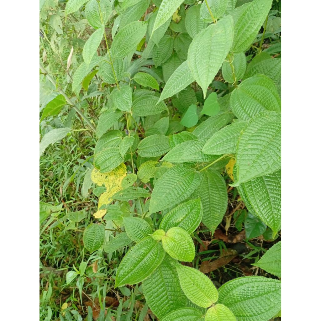 

DAUN SWGGANI BULU SEGAR/DAUN HARENDONG BULU LANGSUNG PETIK