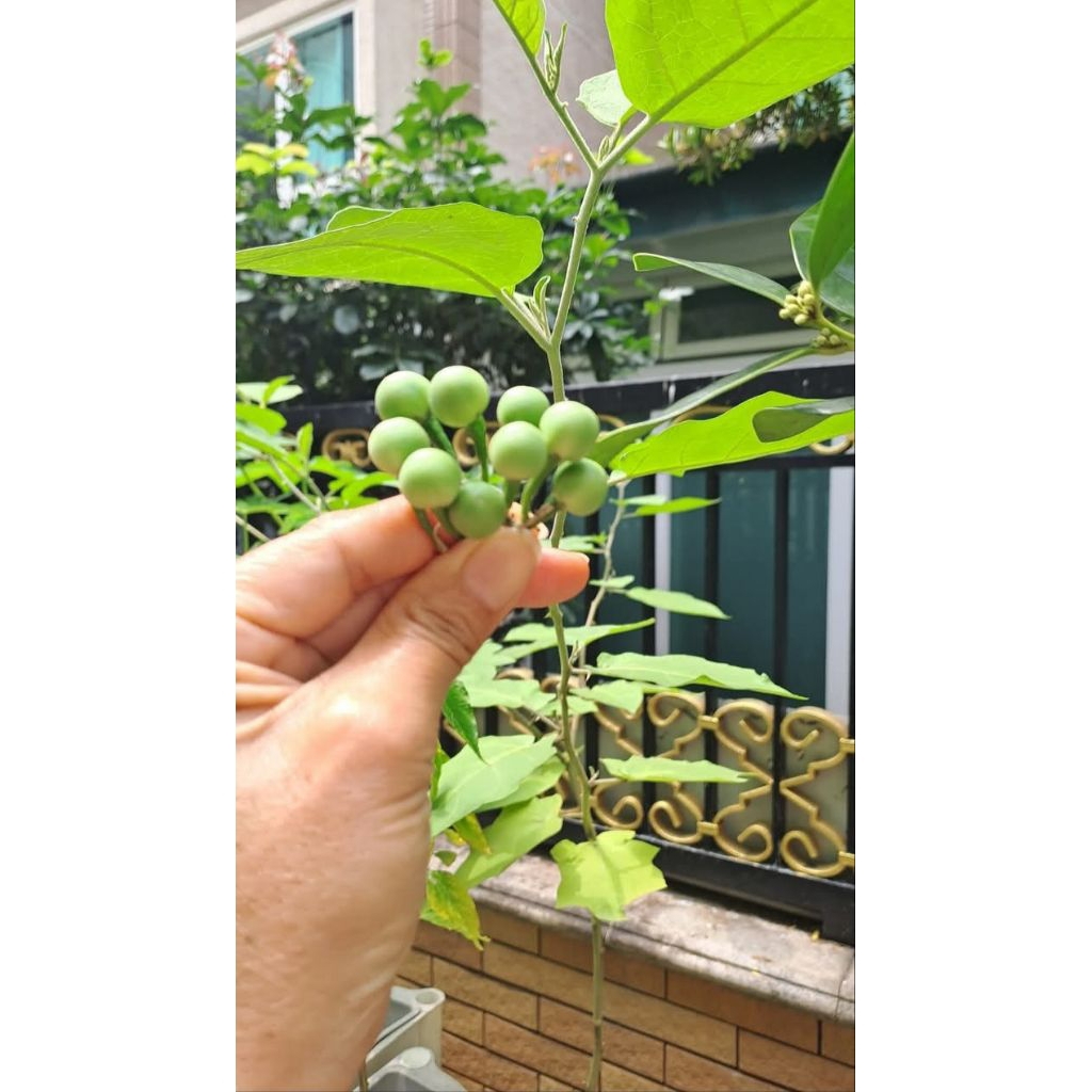 

pokak fres/ terong pokak pipit 250grm