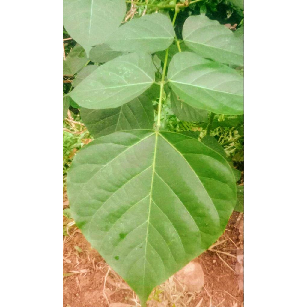 

Daun Dadap serep 100 lembar daun Dadap.