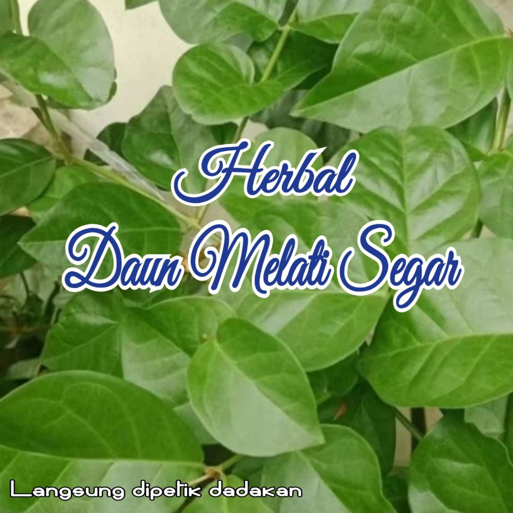 

Herbal Daun melati putih Segar/ 20 lembar