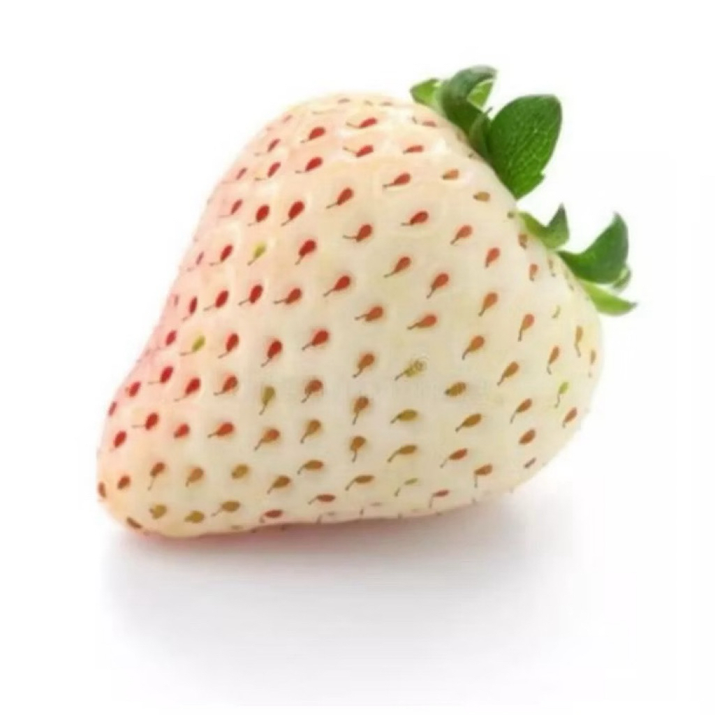 Benih Strawberry Putih Korea – 10 Biji Langka & Manis