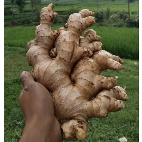 

JAHE GAJAH FULL TUA 1KG ( 1000 GRAM) BIBIT/BENIH SUPER PREMIUM BERSIH