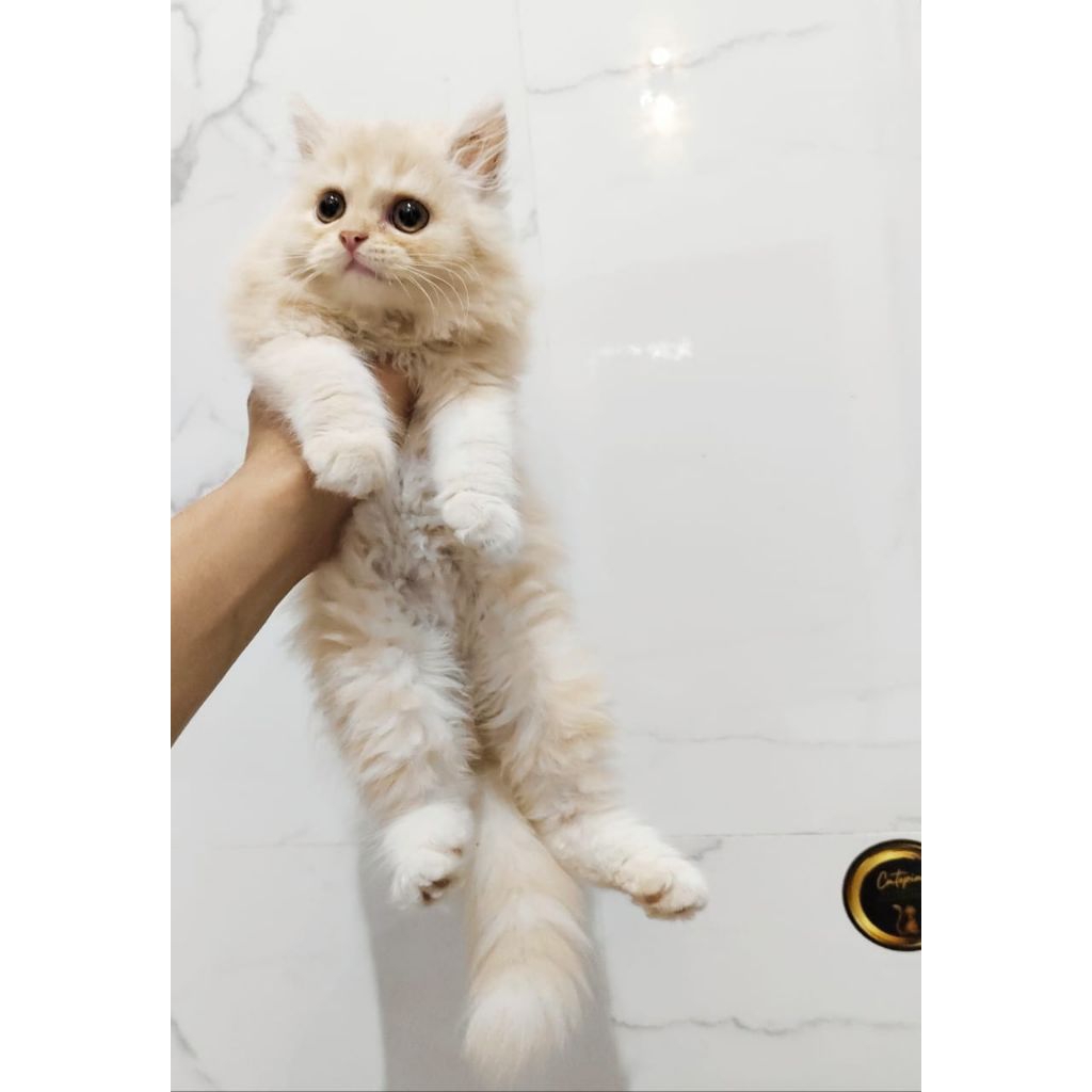 kucing flatnose bigbone