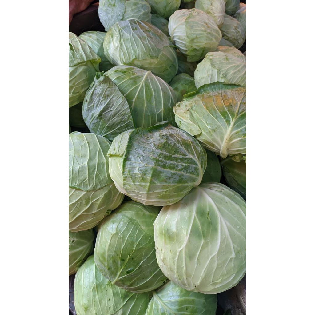 

Sayur Kol 1kg+ Fress Petani