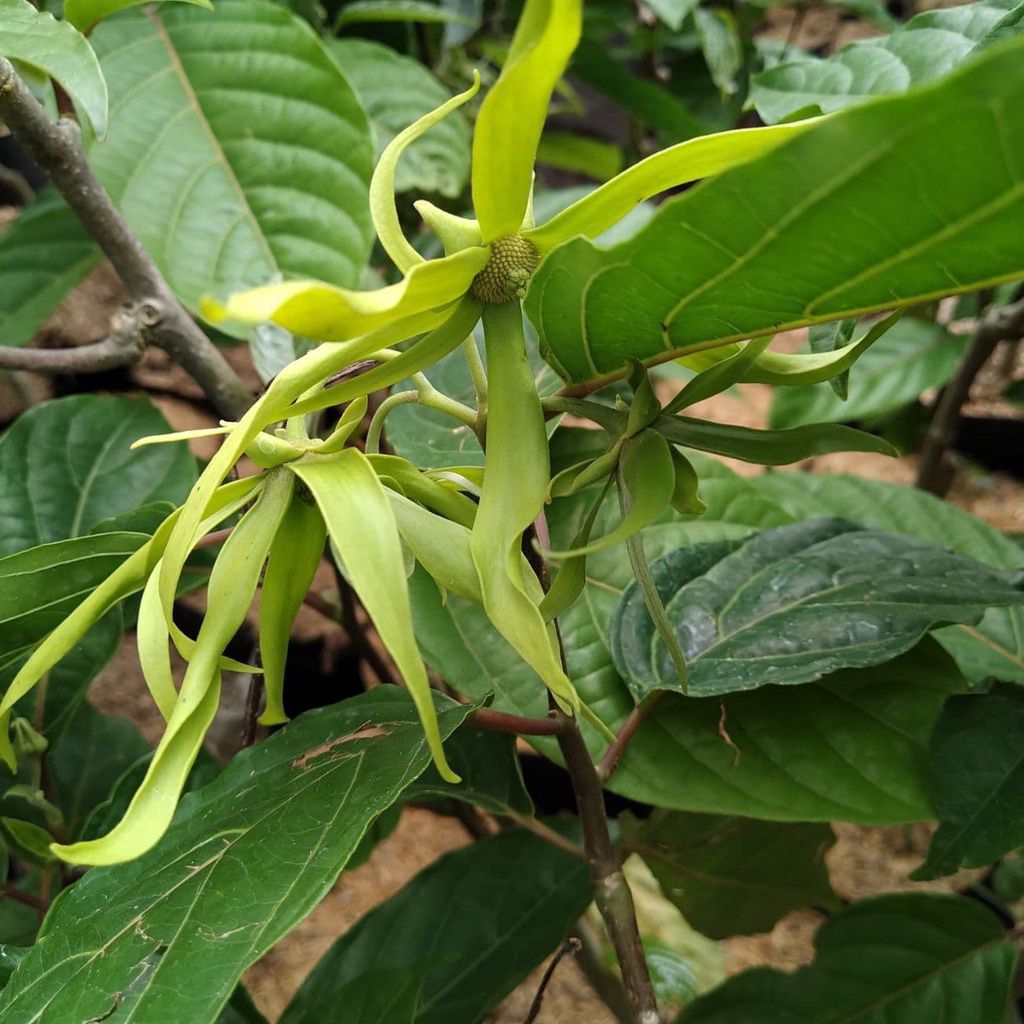tanaman bunga kenanga unggul tanaman hidup berbunga wangi
