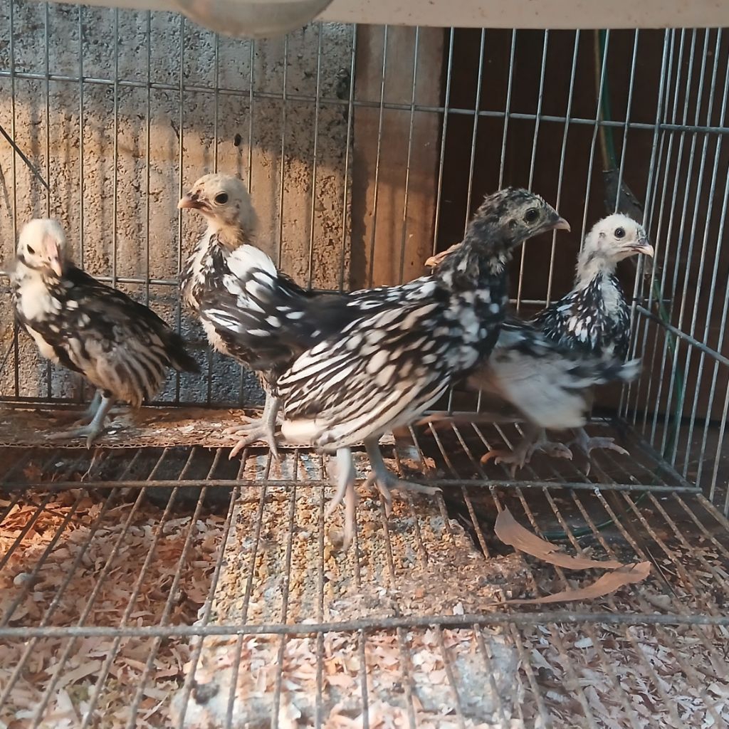Ayam Batik Italy Sepaket 6 Ekor Anakan Free Ongkir Kereta [Pulau Jawa]
