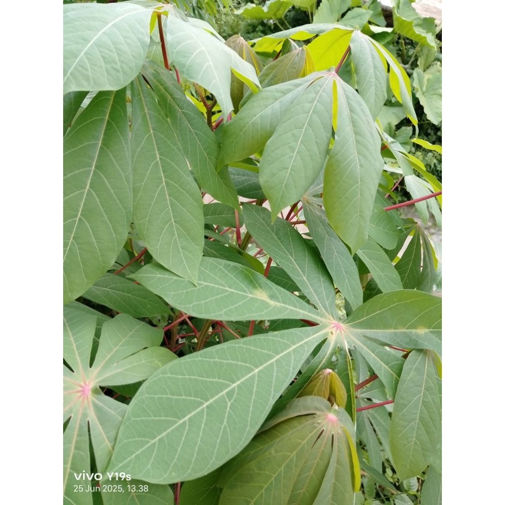 

Daun Singkong Segar Per iket Langsung Petik