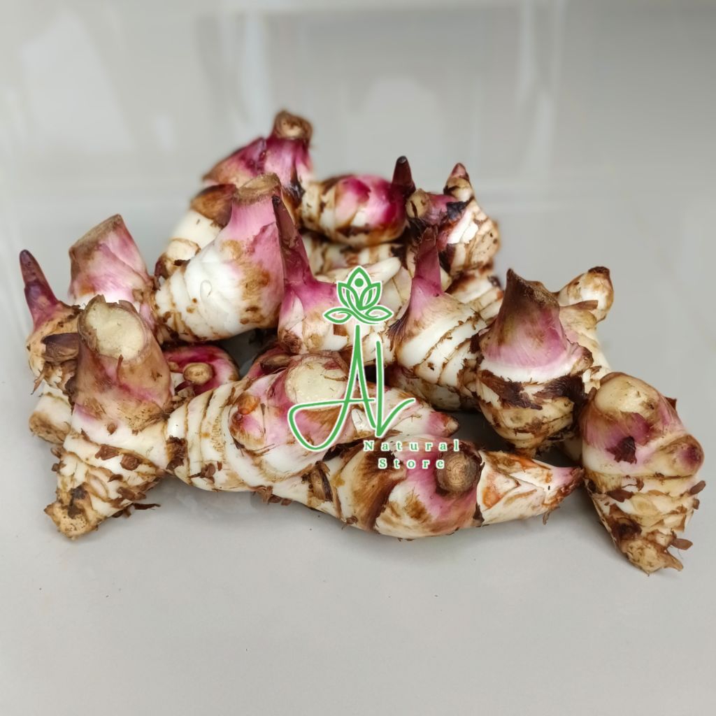 

Umbi Ganyong Merah Segar Organik Isi Per 500 Gram