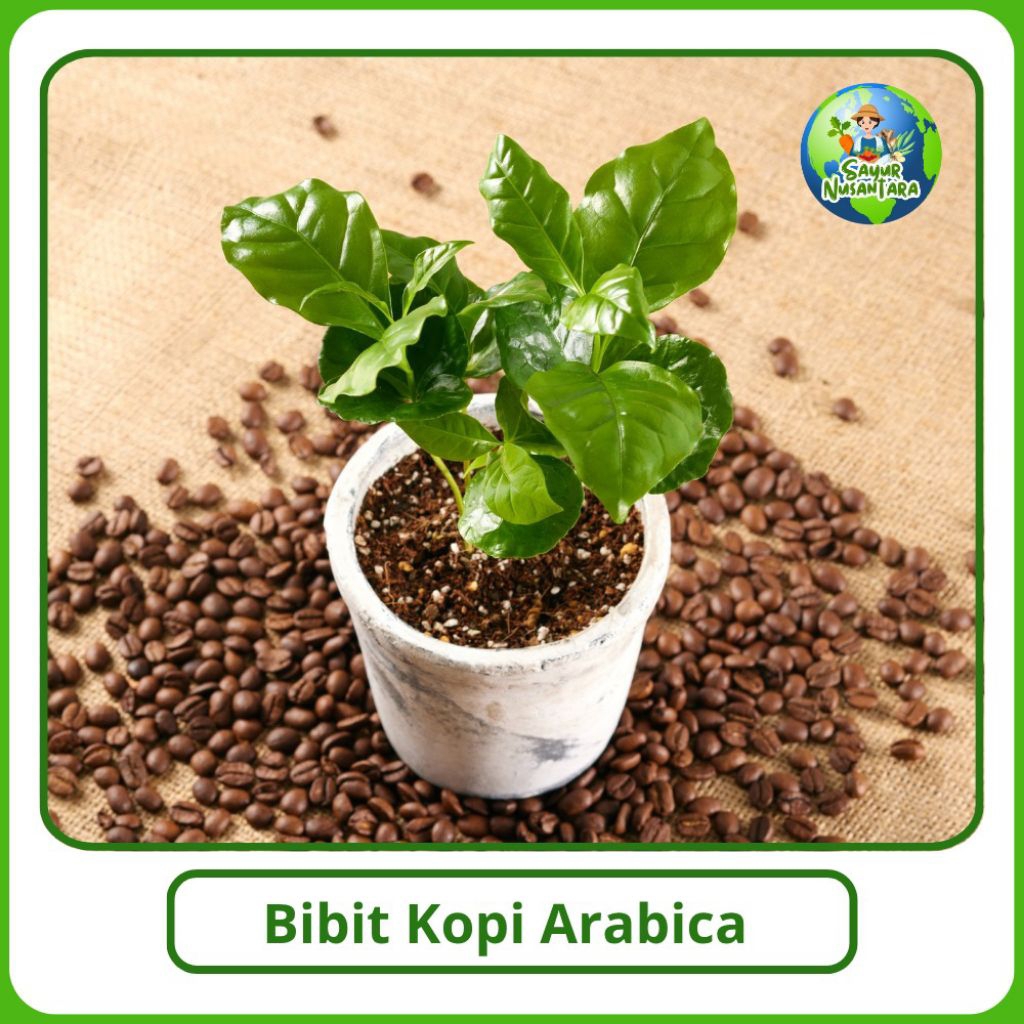 Bibit Kopi Arabica kualitas Terbaik