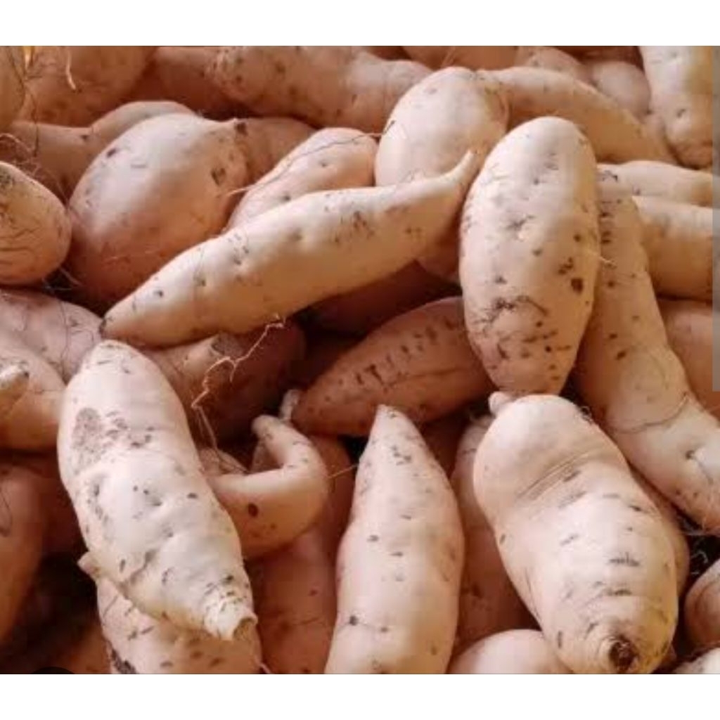 

ubi madu Cilembu mentah 1 kg