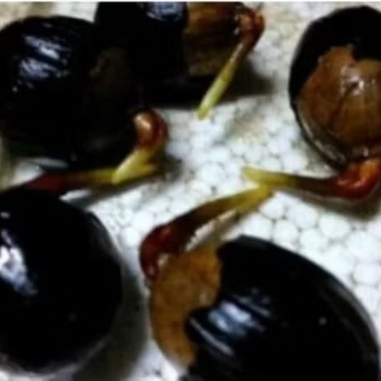 bibit,biji pala kecambah /1 biji