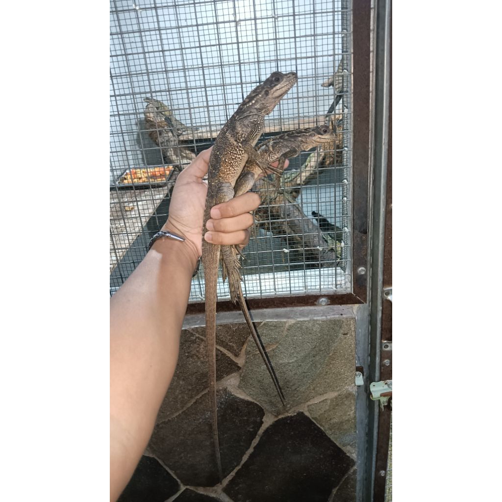 sailfin dragon soa layar palopo