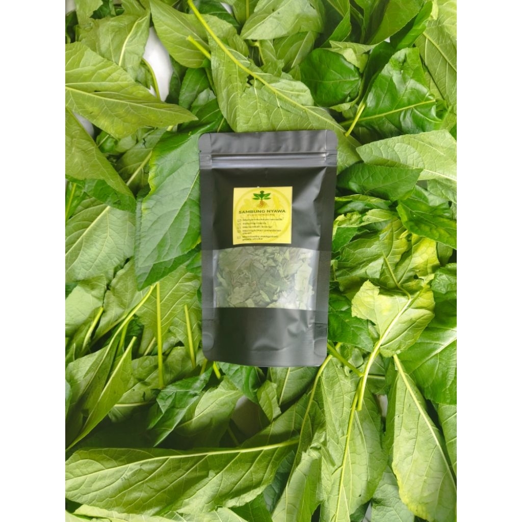 

Teh herbal daun dewa, sambung nyawa plus ekstrak gingseng, kualitas premium.