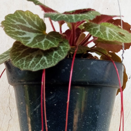 Begonia Strawberry - begonia macan - begonia kuping macan - begonia - begonia gantung